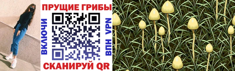 закладки  Мамадыш  Галлюциногенные грибы прущие грибы 